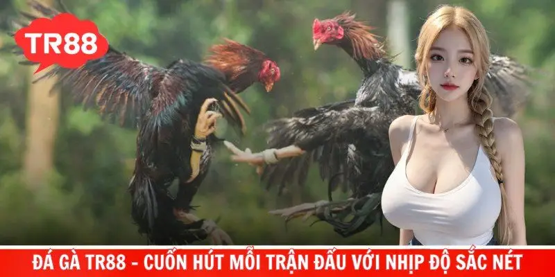 Đá gà TR88
